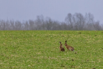 Two hares in a meadow look at each other
