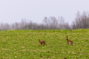 Two hares in a meadow look at each other