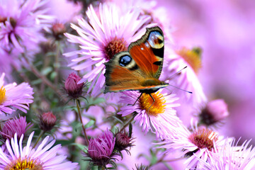 Schmetterling Close Up