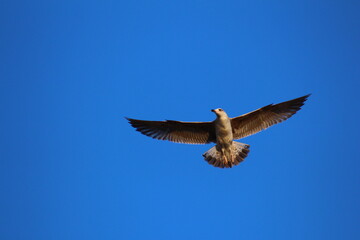 eagle in flight