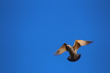 blue tailed eagle