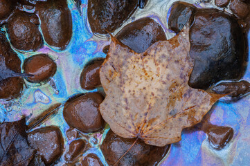 Fallen, autumn maple leaf resting in rocks and naturally occurring plant oils at edge of marsh, Michigan, USA