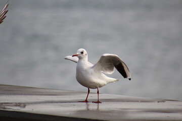 seagull on the beach