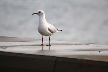 seagull on the pier