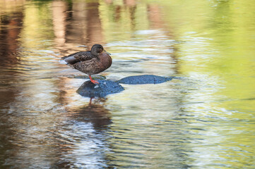 Close-up at sunrise of a female mallard perched on a rock with colorful reflections in calm water