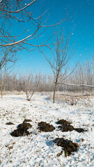 Fresh molehills in the snow. Mole mound - molehills in the meadow. 