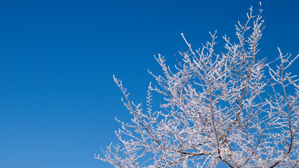 Snow covered branches and crisp clean blue winter sky. Copy space for text.