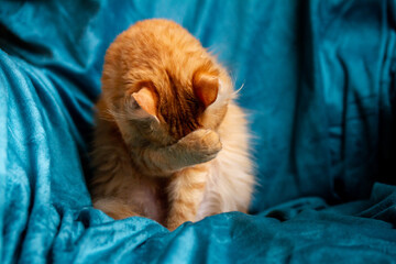 Ginger blue © Annie_hall_