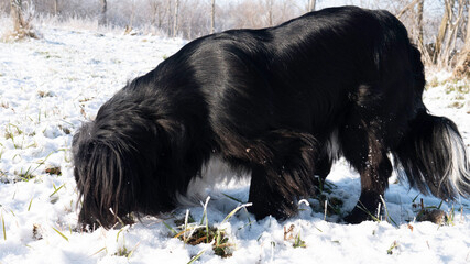 A black dog sniffs the snow.
