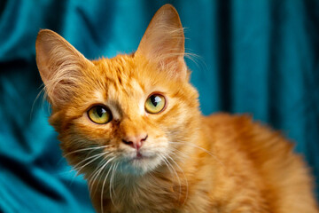 Ginger blue © Annie_hall_