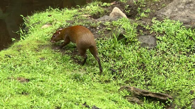 Central American agouti (Dasyprocta punctata) foraging along waterside in rainforest.