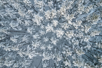 Aerial view of frosty white winter pine forests and birch groves covered with hoarfrost and snow. Drone photo of high trees in mountains at winter time. Christmas theme background. Idyllic landscape