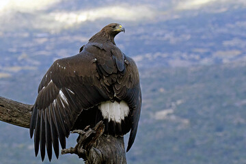 Aquila reale