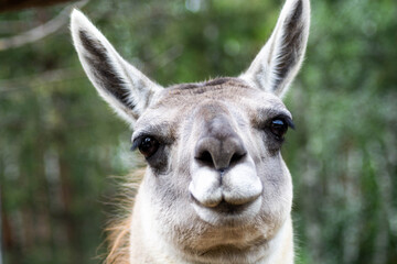 close up of a llama