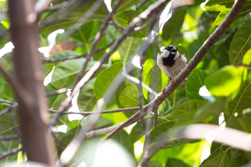 House Sparrow