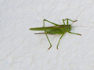 Closeup of a green bush cricket