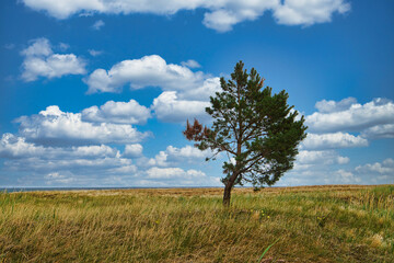 Obraz premium landscape shot over the dunes in autumn with lonely tree.