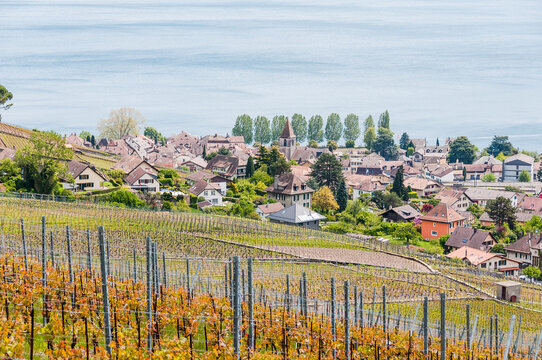Cully, Lavaux, Genfersee, Weinberge, Dorf, See, Seeufer, Wanderweg, Weinberg-Terrassen, Weinbauer, Fr&uuml;hling, Waadt, Schweiz