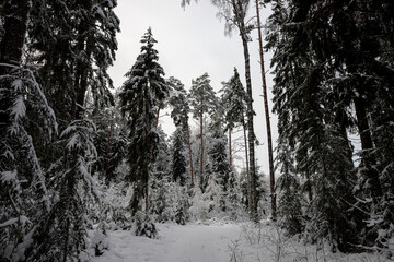 majestic tall pine trees in winter forest in Latvia