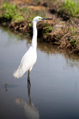 Little Egret