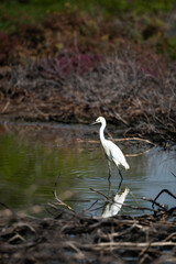 Little Egret
