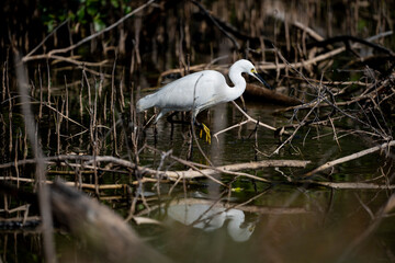 Little Egret