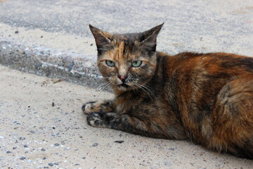 böse, wütende Katze 