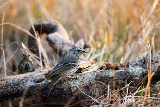 Olive - Backed Pipit