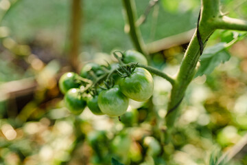 bunch of unripe green cherry tomatoes on branch in garden. Soft focus