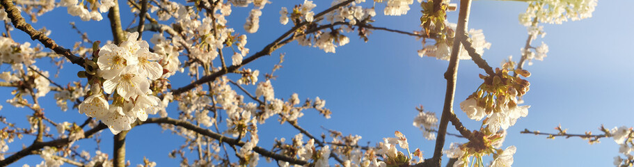 cherry blossom tree on blue sky background by a sunny day. Bright spring time banner with white tree flowers