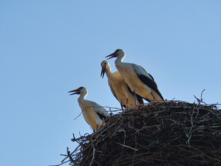 three white storks in the nest on a chimney in Brandenburg.