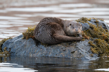 Otter (Lutra lutra) on the coastline of Mull, Scotland