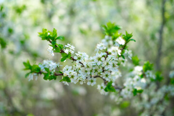Beautiful, delicate spring cherry blossoms. Chery trese branch with white blossom in spring garden. Close up of beautiful and cute little white cherry blossoms.