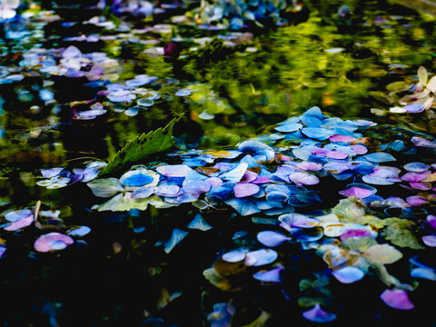 水面に浮かぶ花弁