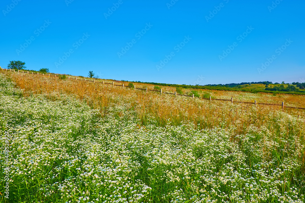 Canvas Prints Chamomile swaying on the wind