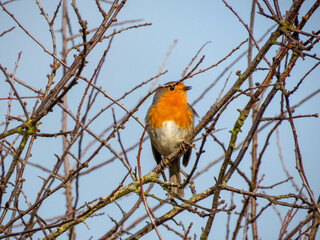 pretty robin perched in the branches of a tree