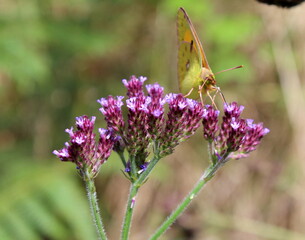 Schmetterling Postillon