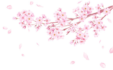 春の花：桜の花と散る花びらの水彩イラスト。