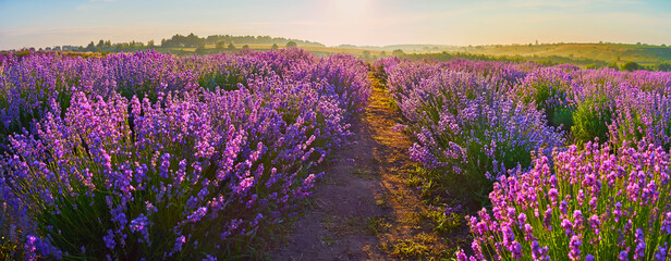 Low angle panorama of violet lavender field © efesenko