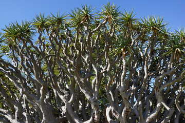Close up Dracaena draco tree, Royal Botanic Gardens, Sydney, Australia.