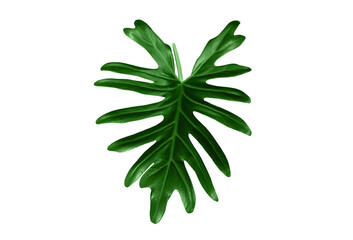 Single leaf of philodendron xanadu isolated on white background for design or decoration advertising product, tropical plant, flat lay, beautiful nature of thaumatophyllum xanadu leaves