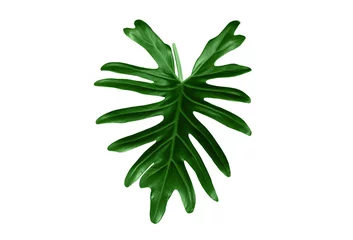 Foto op Aluminium Monstera Single leaf of philodendron xanadu isolated on white background for design or decoration advertising product, tropical plant, flat lay, beautiful nature of thaumatophyllum xanadu leaves