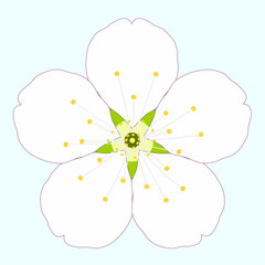 一輪の白いサクランボの花