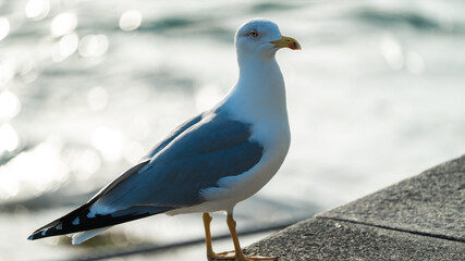 andorinha - animal - ave - voar 