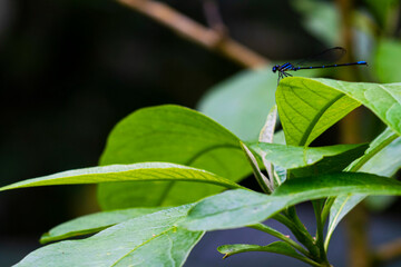 Obraz premium blue dragonfly on a leaf