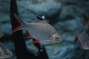 Red Tail Tinfoil Barb in The Aquarium, Thailand