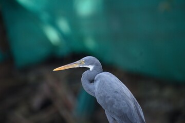 great blue heron