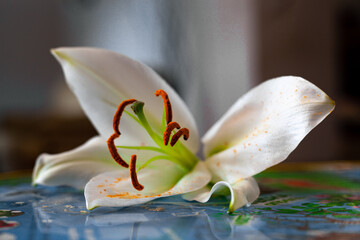 Fototapeta na wymiar a beautiful white lily flower lies on the table in a blue background pollen is orange