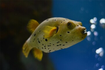 Dog faced puffer fish in the aquarium, Thailand © Sansom