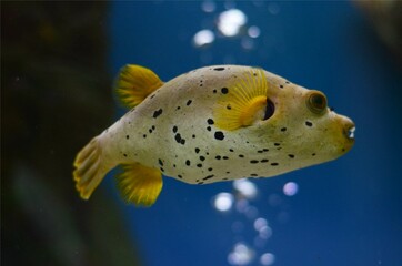 Dog faced puffer fish in the aquarium, Thailand © Sansom